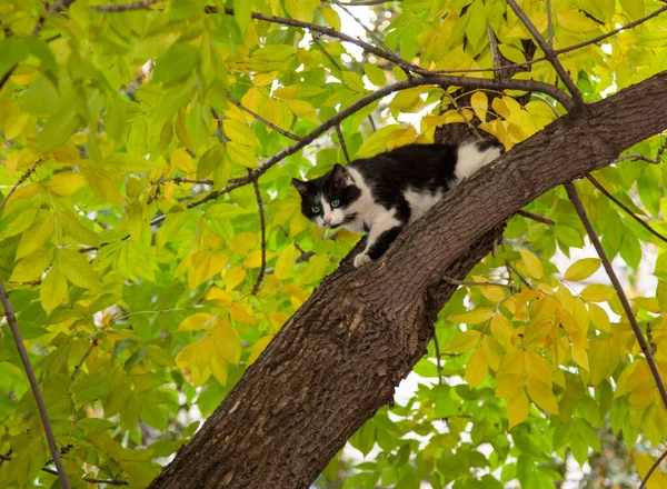 Kat Een Boom Tussen Groen Blad Blik Van Jager — Stockfoto