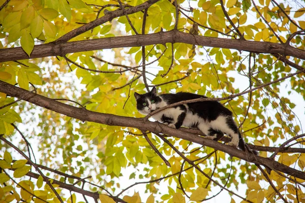 Katt Ett Träd Bland Gröna Lövverk Jägarens Blick — Stockfoto