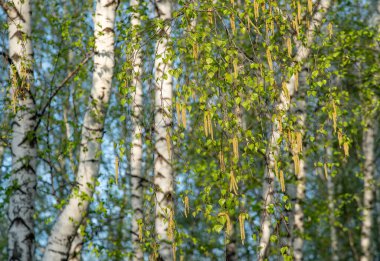 Taze huş ağaçları mavi gökyüzüne ve baharda beyaz gövdelere çarpıyor..
