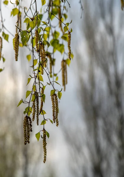 Junge Frische Birkenkätzchen Gegen Den Himmel — Stockfoto