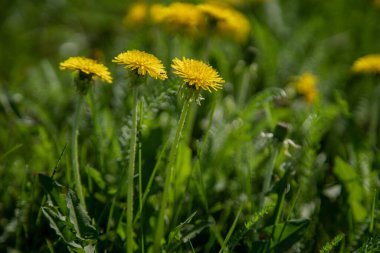 Sarı karahindiba ile yeşil çimen. Bahar çiçeklerine yakın plan