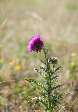 Çayırdaki devedikeni çiçeği.
