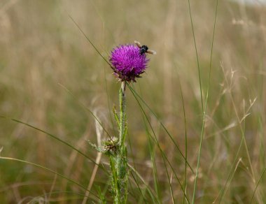 Devedikeni çiçeğindeki böcek..