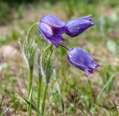 Spring purple flowers with dew drops on the petals.
