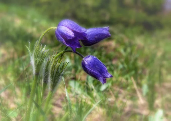 Paarse Lentebloemen Met Dauwdruppels Bloemblaadjes Vrije Ruimte Voor Inserts — Stockfoto