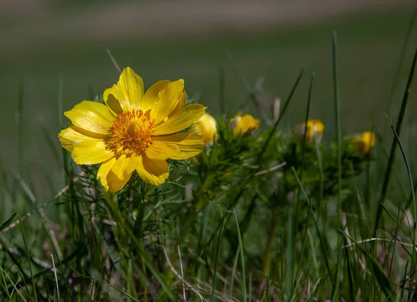 Kwiat Wiosenny Adonis Zbliżenie — Zdjęcie stockowe