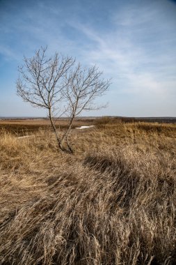 Baharın başında yapraksız bir ağaç, geçen yılın kuru otlarıyla çevrili..