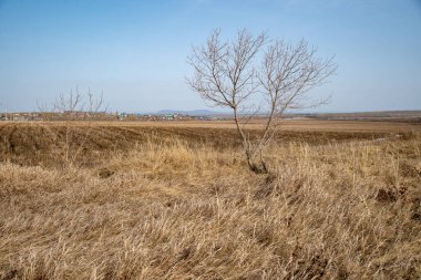 Baharın başında yapraksız bir ağaç, geçen yılın kuru otlarıyla çevrili..