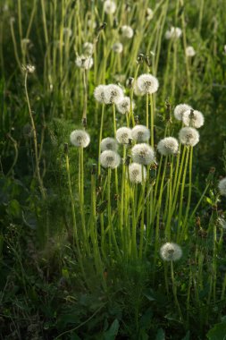 Tarlada büyüyen beyaz karahindibalar. Akşam lambası.
