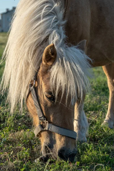 Een Gember Paard Met Een Witte Manen Graast Wei — Stockfoto