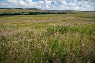 Açma, yaz çayırı, orman ve tepeler. Gökyüzünde güzel bulutlar.