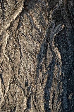 Kahverengi kabuklu yaşlı ağaç. Ağaç kabuğunun yakın dokusu.