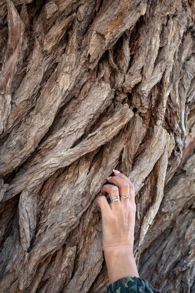 Cropped Hand Woman Touching Tree Trunk — Fotografia de Stock