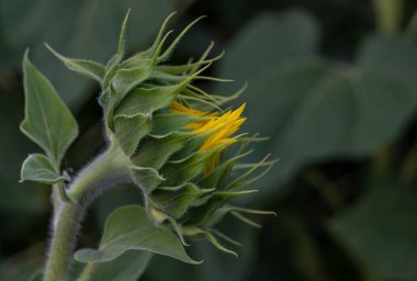 Bir ayçiçeğinin patlamamış çiçeği yaprakların arka planına karşı yakın plan.