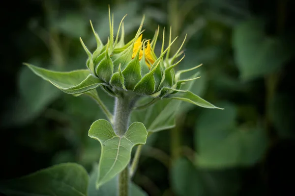 Oblåst Blomma Solros Närbild Mot Bakgrund Bladverk — Stockfoto