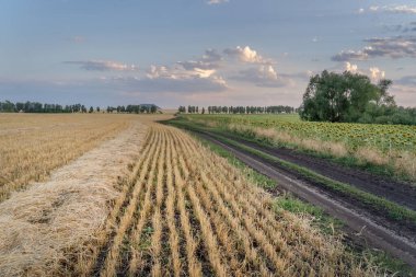 A winding country road among fields of harvested wheat and sunflower. In the background is a lonely mountain. Evening sky.