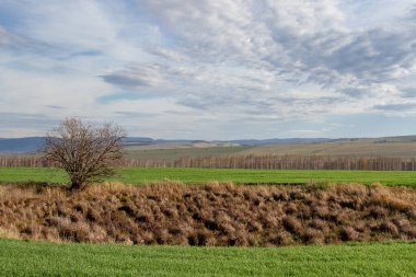 Yeşil bir tarlanın ortasındaki küçük bir alanda kuru otlar..
