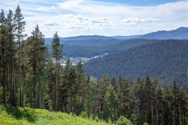 Yokuşta güçlü çam ağaçları mavi dağların arka planında.