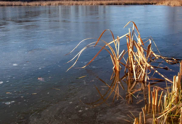 Reed Seco Lago Congelado — Fotografia de Stock