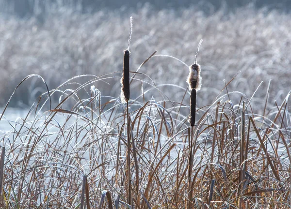 Roseaux Secs Couverts Neige Jour Hiver — Photo