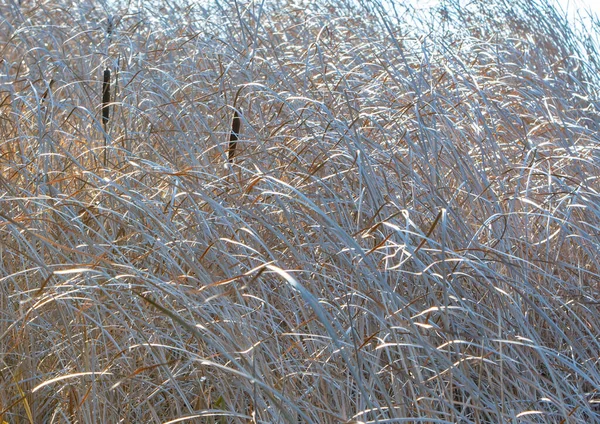 Cañas Secas Cubiertas Nieve Día Invierno — Foto de Stock