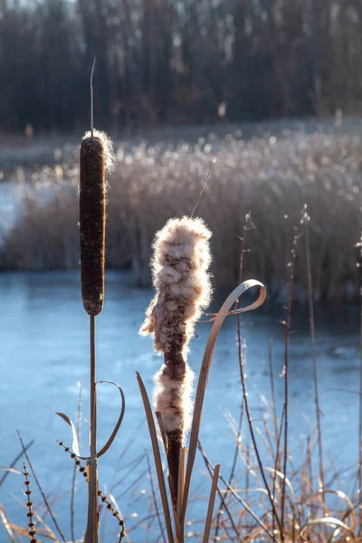 Sušené Kočičí Ocasy Jejich Přirozeném Prostředí Rákosí Zamrzlé Jezero — Stock fotografie