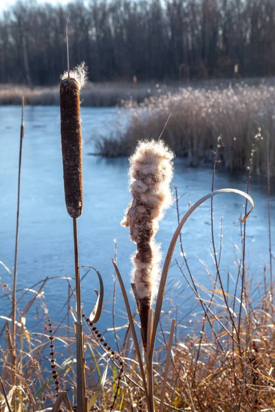 Les Quenouilles Séchées Dans Leur Environnement Naturel Roseaux Lac Gelé — Photo