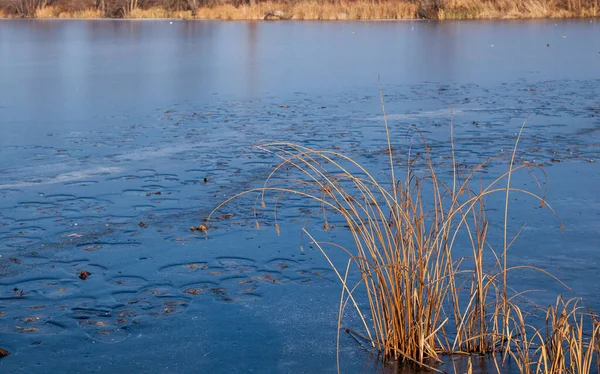Reed Seco Lago Congelado — Fotografia de Stock