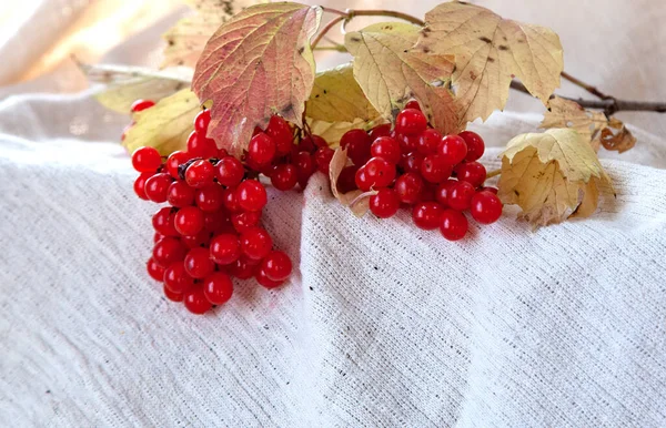 Sprig Viburnum Red Ripe Berries Brown Leaves Light Background — Stock Photo, Image