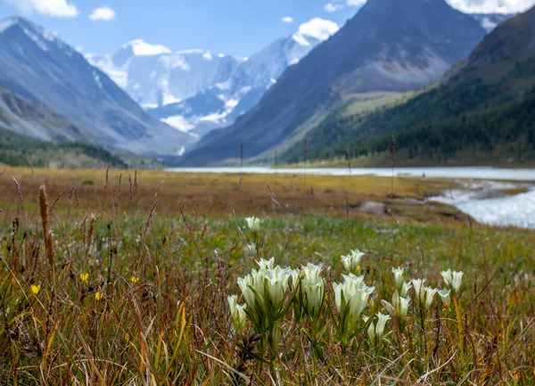 Marsh Gentian Gentiana Pneumonanthe Contra Fundo Das Montanhas Altai — Fotografia de Stock