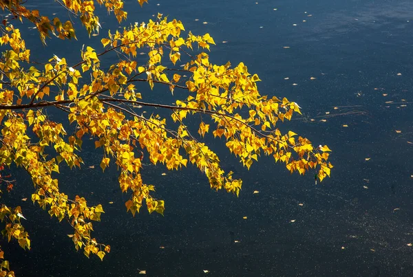 Ein Ast Mit Gelben Herbstblättern Hängt Über Dem Fluss Umgestürzte — Stockfoto