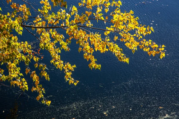 Ein Ast Mit Gelben Herbstblättern Hängt Über Dem Fluss Umgestürzte — Stockfoto