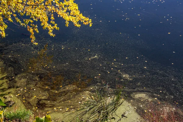 Ein Ast Mit Gelben Herbstblättern Hängt Über Dem Fluss Umgestürzte — Stockfoto