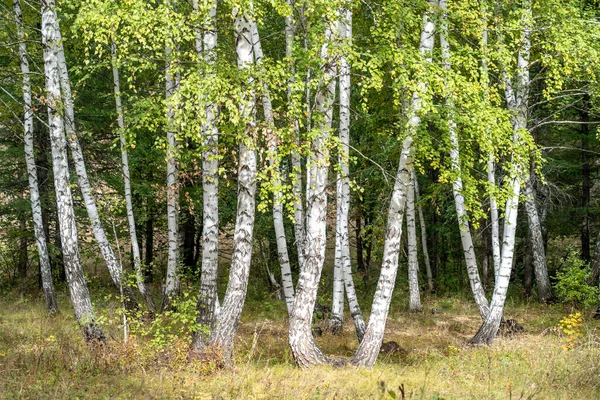 Eine Gruppe Junger Birken Frühherbst — Stockfoto