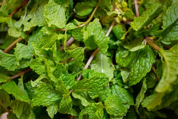 Folhas Hortelã Frescas Usadas Para Aromatizar Como Erva Comum Culinária — Fotografia de Stock