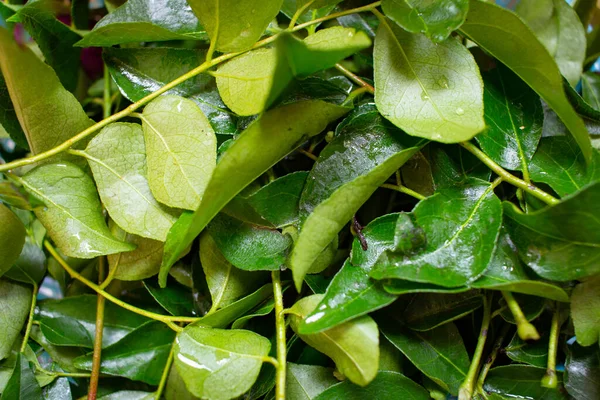 Fresh curry leaves which is commonly used in cooking for flavoring and aroma.