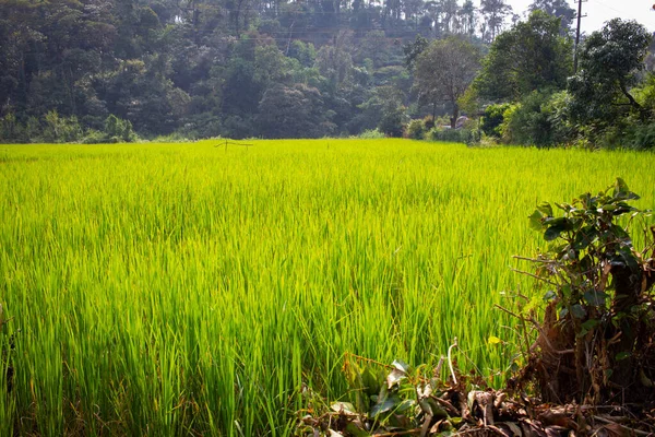 Landschaft Blick Auf Die Reisfelder Mysore Indien Blick Auf Die — Stockfoto