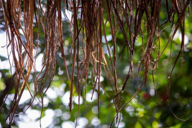 Güzel yeşil arka planı olan sazdan bir çatıdan sarkan pipetler.