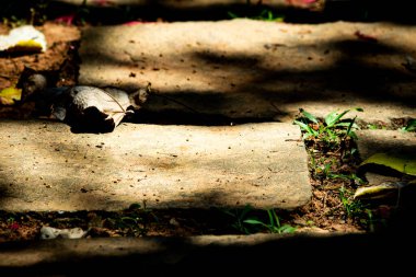 Hindistan 'daki Madikeri Dağı boyunca uzanan bir yürüyüş alanındaki kayalık yolun yakın görüntüsü.