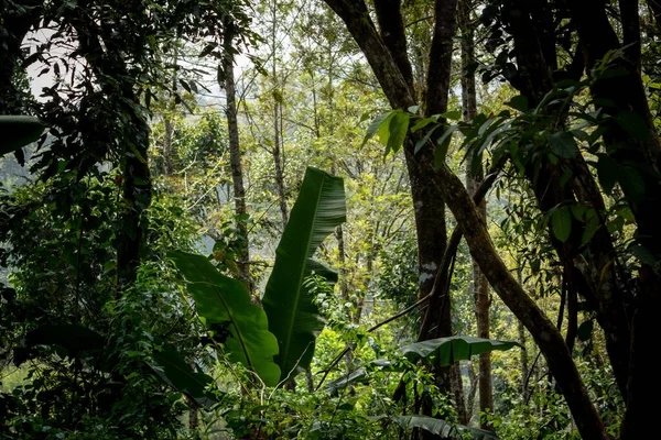 Piękny Widok Grubej Pokrywy Drzewa Obszarze Leśnym Pobliżu Madikeri Karnataka — Zdjęcie stockowe