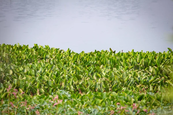 Croissance Jacinthe Eau Dans Lac Près Kolar Karnataka Inde — Photo