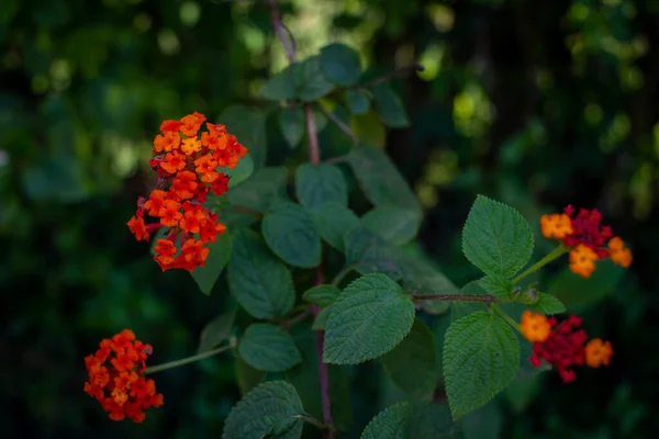 Belle Plante Fleurs Appelée Lantana Camara Lantana Commune Long Bord — Photo