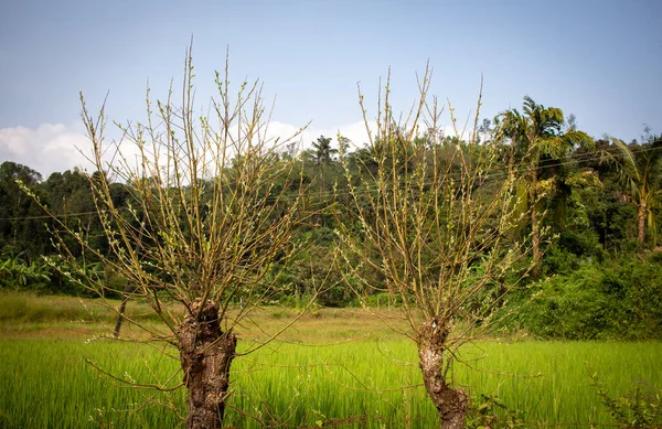 Widok Krajobraz Dwóch Drzew Pól Ryżowych Tle Widok Pól Paddy — Zdjęcie stockowe