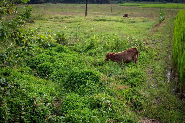 Bezerro Pastando Longo Área Grama Madikeri Karnataka Índia — Fotografia de Stock
