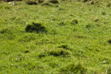 Sabahları çimlerin çiğ taneleriyle (su damlacıklarıyla) güzel görünümü ve güneş ışığı bokeh etkisi yaratıyor. Doğa yeşili çimen arka planı. Bahçe çimeni dokusu.