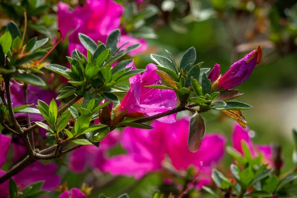 Bellissimi Fiori Giglio Rosa Noti Come Zephyranthes Rosea Giardino Con — Foto Stock