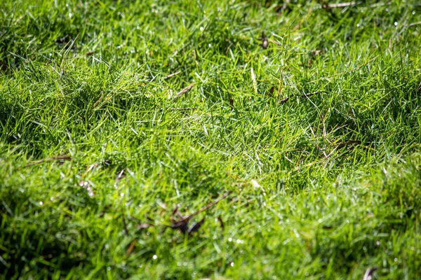 Piękny Widok Zieloną Trawę Ogrodzie Tekstura Trawy Ogrodowej — Zdjęcie stockowe