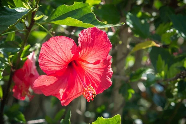 Bella Pianta Fiore Hibiscus Colore Rosso Noto Anche Come Ibisco — Foto Stock