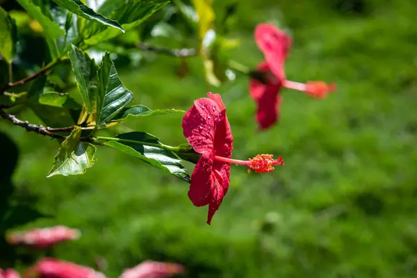 Bella Pianta Fiore Hibiscus Colore Rosso Noto Anche Come Ibisco — Foto Stock