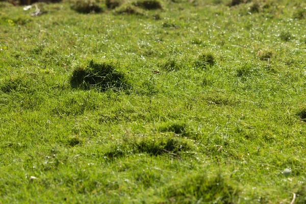 Belle Vue Sur Herbe Avec Rosée Gouttelettes Eau Matin Avec — Photo